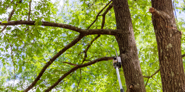 Signs Your Trees Need a Trim (and How to Spot Them)