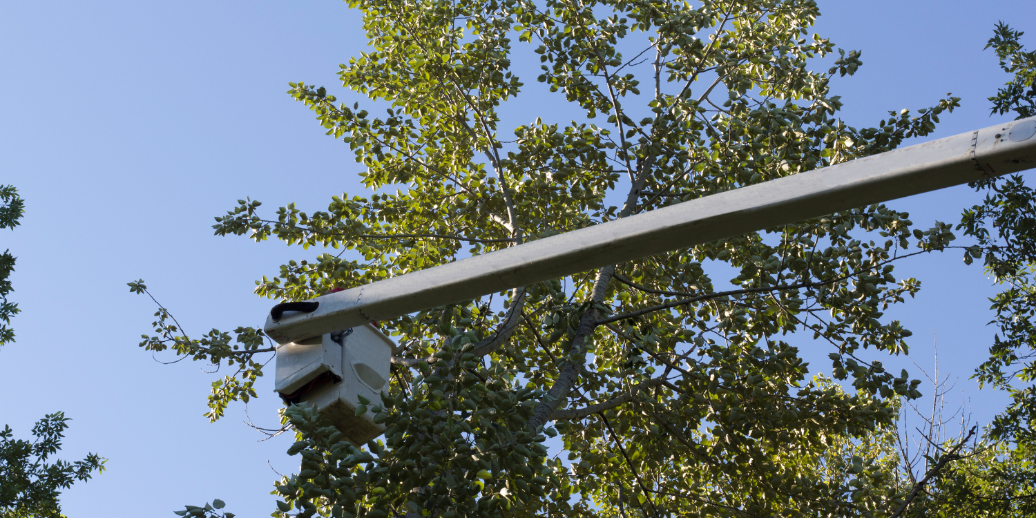 Why Trimming Your Trees Is Important