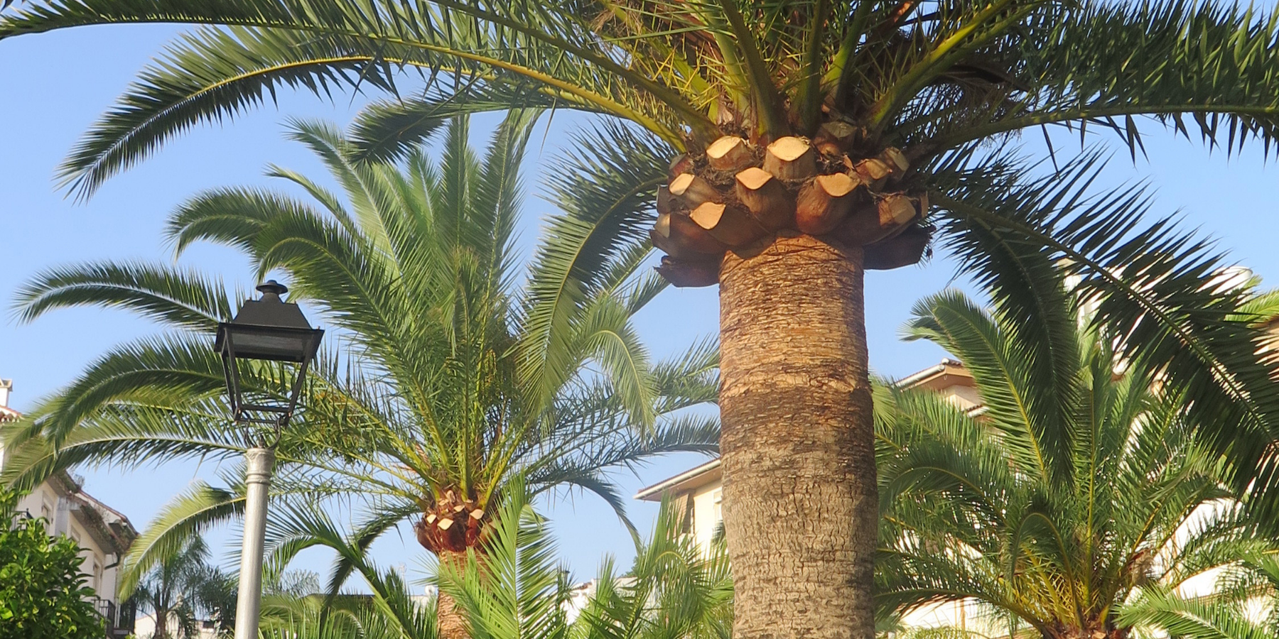 Date tree service and date palm maintenance